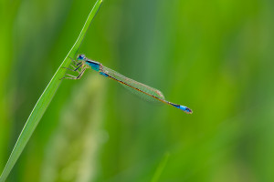 ischnura elegans agrion elegant male ischnura elegans agrion elegant male