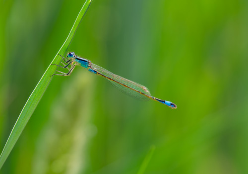 ischnura elegans agrion elegant male ischnura elegans agrion elegant male