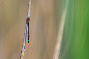 ischnura elegans agrion elegant male ischnura elegans agrion elegant male