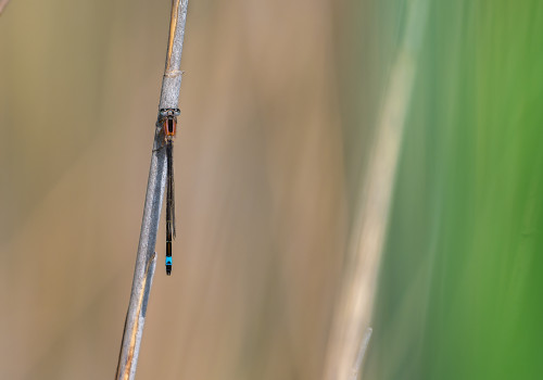 ischnura elegans   agrion elegant male