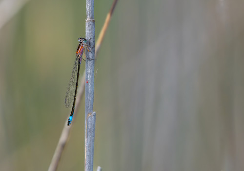 ischnura elegans   agrion elegant male