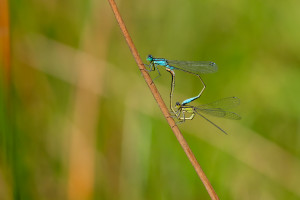 ischnura elegans ischnura elegans