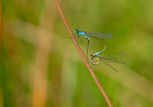 ischnura elegans ischnura elegans