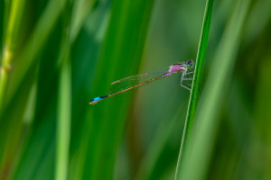 ischnura elegans l agrion elegant femelle ischnura elegans l agrion elegant femelle