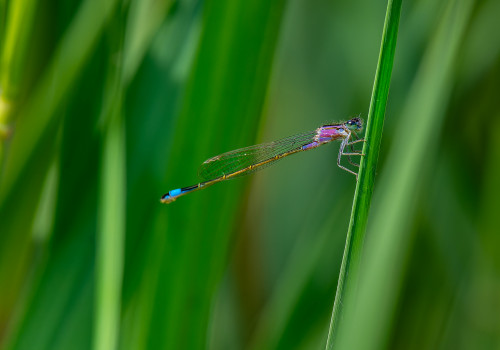 ischnura elegans l agrion elegant femelle ischnura elegans l agrion elegant femelle
