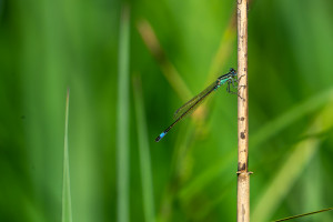 ischnura elegans l agrion elegant male 10 ischnura elegans l agrion elegant male 10