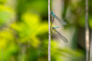 ischnura elegans couple ischnura elegans couple