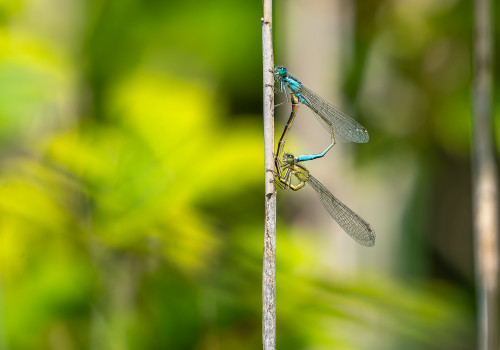 ischnura elegans couple ischnura elegans couple