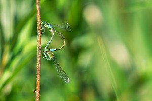 ischnura pumilio agrion nain coeur copulatoire ischnura pumilio agrion nain coeur copulatoire