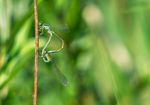 ischnura pumilio agrion nain coeur copulatoire ischnura pumilio agrion nain coeur copulatoire