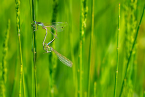 ischnura pumilio agrion nain coeur copulatoire ischnura pumilio agrion nain coeur copulatoire