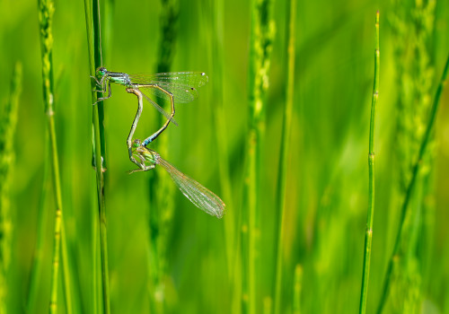 ischnura pumilio agrion nain coeur copulatoire ischnura pumilio agrion nain coeur copulatoire