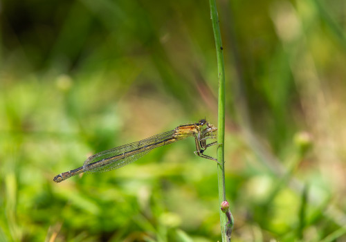 ischnura pumilio agrion nain femelle ischnura pumilio agrion nain femelle