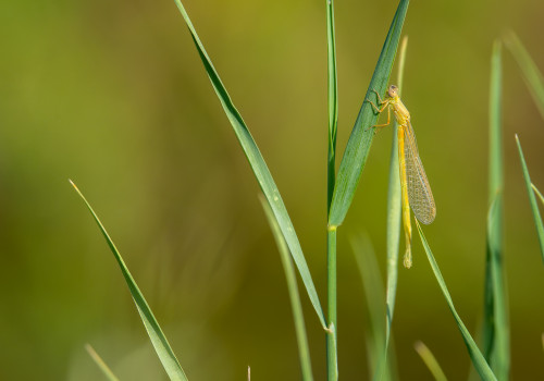 ischnura pumilio agrion nain femelle ischnura pumilio agrion nain femelle