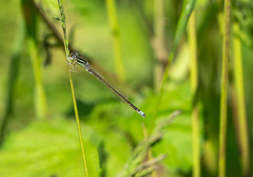 ischnura pumilio agrion nain male ischnura pumilio agrion nain male