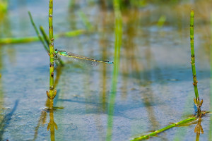 ischnura pumilio agrion nain male ischnura pumilio agrion nain male
