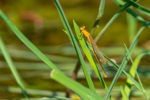 ischnura pumilio forme aurantiacum agrion nain femelle ischnura pumilio forme aurantiacum agrion nain femelle