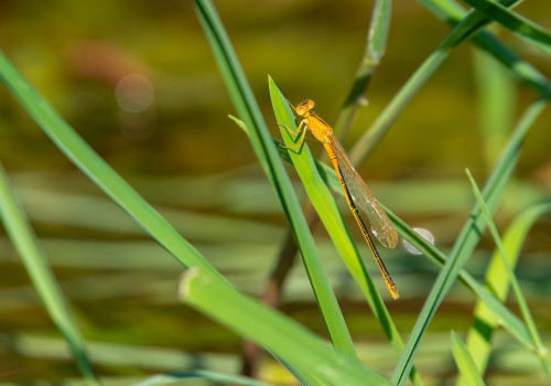 ischnura pumilio forme aurantiacum agrion nain femelle ischnura pumilio forme aurantiacum agrion nain femelle