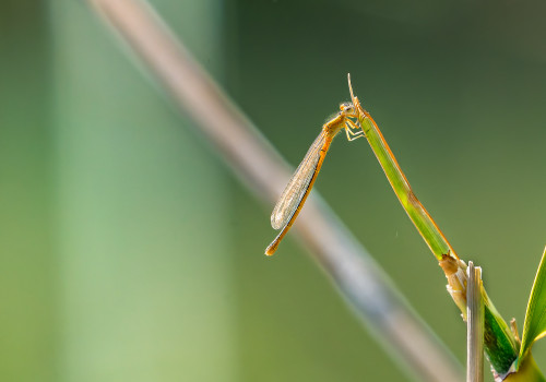 ischnura pumilio forme aurantiacum agrion nain femelle ischnura pumilio forme aurantiacum agrion nain femelle