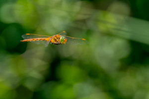 aeshna isoceles l aeschne isocele aeshna isoceles l aeschne isocele