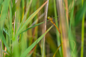 aeshna isoceles l aeschne isocele aeshna isoceles l aeschne isocele