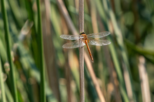 isoaeshna isoceles aschne isocele isoaeshna isoceles aschne isocele