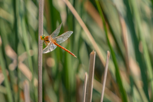 isoaeshna isoceles aschne isocele isoaeshna isoceles aschne isocele