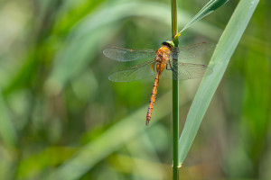 isoaeshna isoceles aschne isocele isoaeshna isoceles aschne isocele