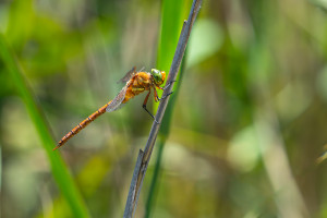 isoaeshna isoceles aschne isocele isoaeshna isoceles aschne isocele