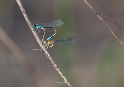 ischnura elegans agrion elegant coeur copulatoire ischnura elegans agrion elegant coeur copulatoire
