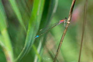 ischnura elegans agrion elegant male ischnura elegans agrion elegant male