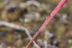 ischnura elegans agrion elegant male ischnura elegans agrion elegant male