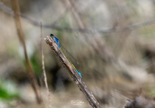 ischnura elegans agrion elegant male ischnura elegans agrion elegant male