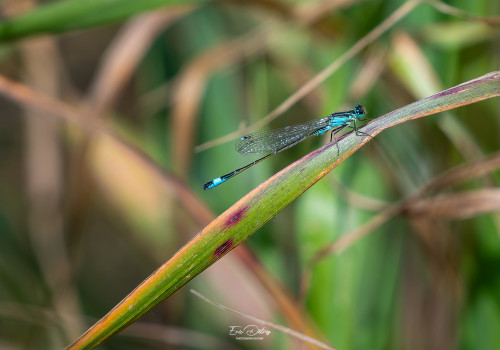 ischnura elegans agrion elegant male ischnura elegans agrion elegant male