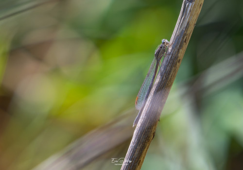 sympecma fusca leste brun femelle sympecma fusca leste brun femelle