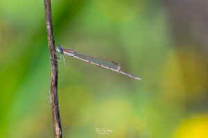 sympecma fusca leste brun male sympecma fusca leste brun male