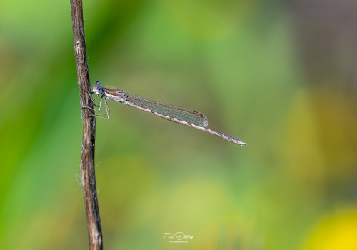 sympecma fusca leste brun male sympecma fusca leste brun male