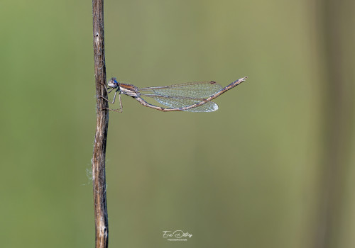 sympecma fusca leste brun male sympecma fusca leste brun male