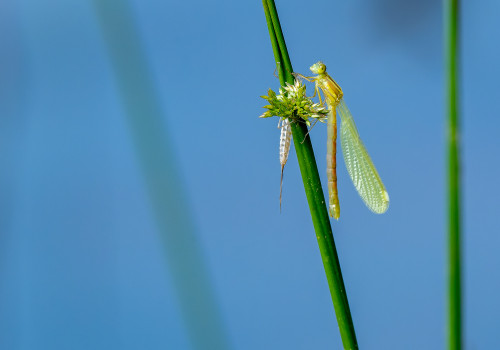lestes barbarus  leste sauvage 