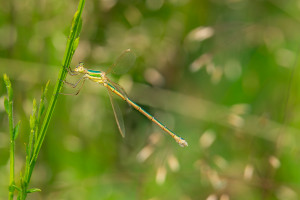 lestes barbarus leste sauvage femelle 10 lestes barbarus leste sauvage femelle 10