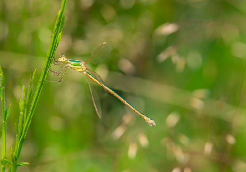 lestes barbarus  leste sauvage  femelle 10