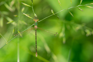 lestes barbarus leste sauvage femelle 10 lestes barbarus leste sauvage femelle 10
