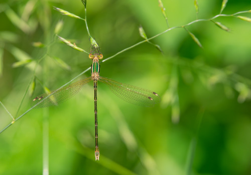 lestes barbarus  leste sauvage  femelle 10