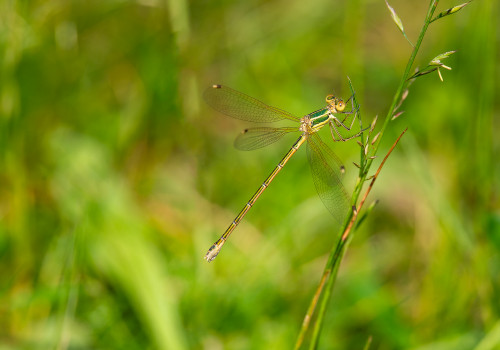 lestes barbarus  leste sauvage  femelle
