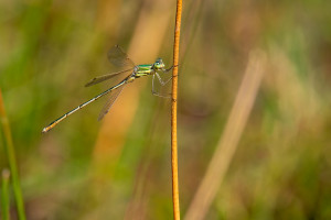 lestes barbarus leste sauvage male 10 lestes barbarus leste sauvage male 10