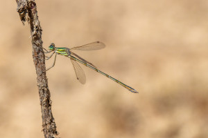 lestes barbarus leste sauvage male lestes barbarus leste sauvage male