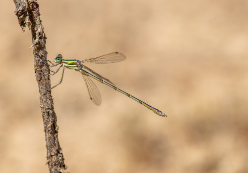 lestes barbarus  leste sauvage  male