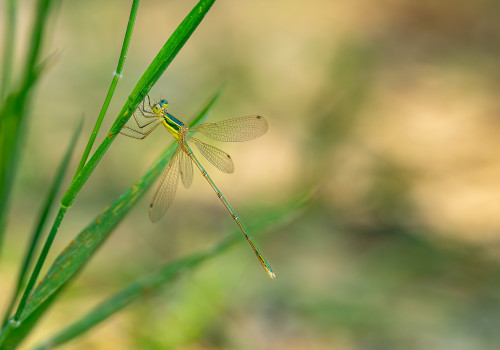 lestes barbarus  leste sauvage  male