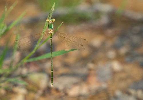 lestes barbarus  leste sauvage  male
