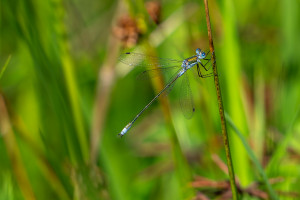 lestes dryas leste dryade male lestes dryas leste dryade male